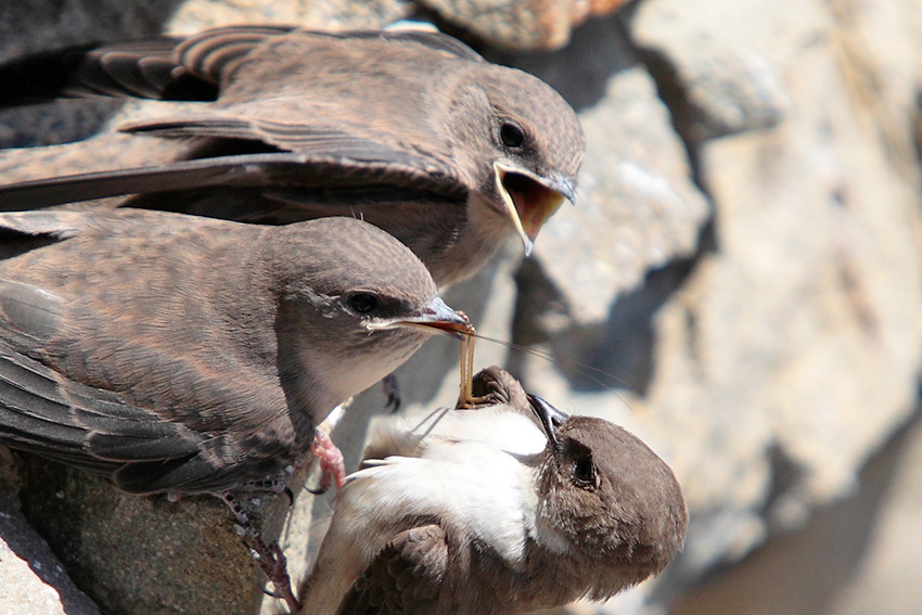 Uno a lui,uno te e uno a me